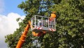 Lock City Tree Removal Solutions